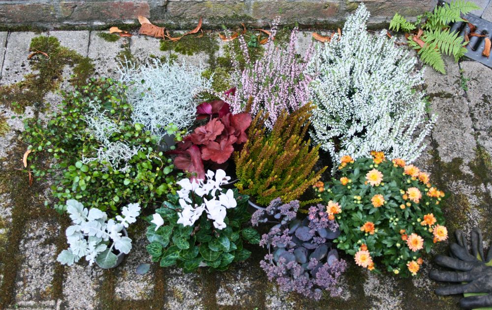 herbstliche Blumenauswahl